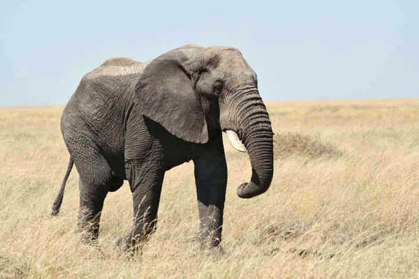 Pročitajte više o članku Zanimljivosti o slonovima: Slonovi su homoseksualci?
