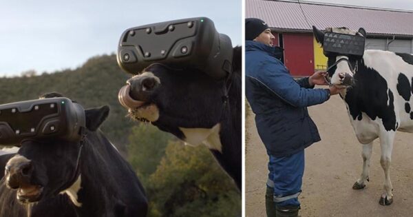 Pročitajte više o članku Turski farmer upotrebom VR tehnologije povećava prinos mlijeka kod krava