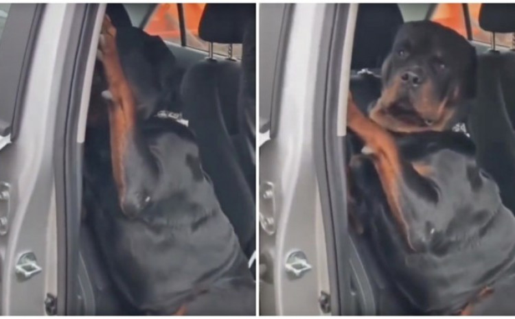 Pročitajte više o članku Vlasnica rekla psu da izađe iz automobila, njegova reakcija je urnebesna