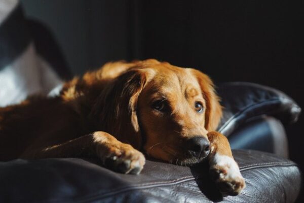 Pročitajte više o članku “Pas mi je spasio život: Njuškao je i lizao nogu na kojoj mi je rastao melanom”
