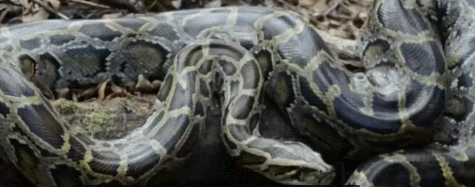 Pročitajte više o članku Amerikanac živio u kući sa 124 zmije: Umro je od ugriza zmije