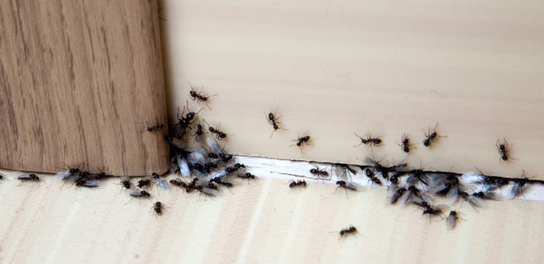Pročitajte više o članku Riješite se mrava s proizvodom koji gotovo svi imate u kupatilu