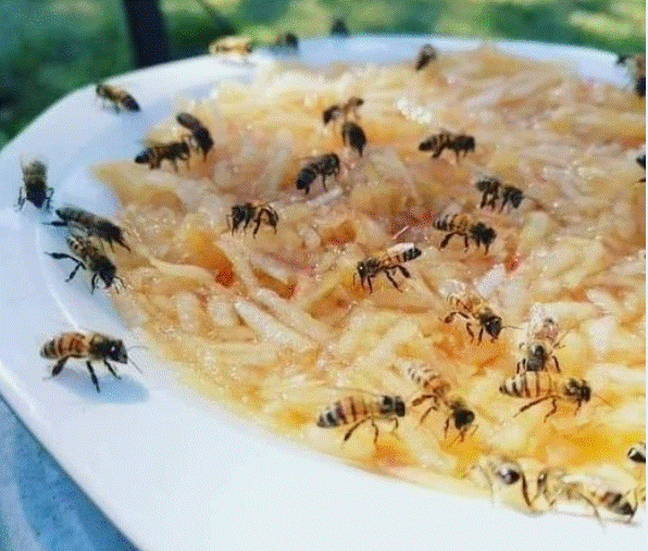 Pročitajte više o članku Pčele su ugrožene zbog velikih vrućina: Evo kako im pomoći