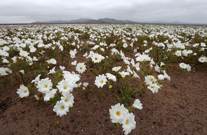 Pročitajte više o članku Nakon kiše procvjetala pustinja Atacama