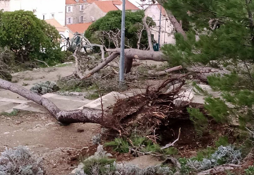Pročitajte više o članku Snažno nevrijeme pogodilo Dubrovnik: Uklanjaju se stabla