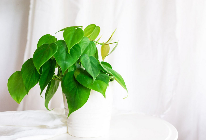 Pročitajte više o članku Najpretraživanija sobna biljka na svijetu za koju se tako lako brinuti