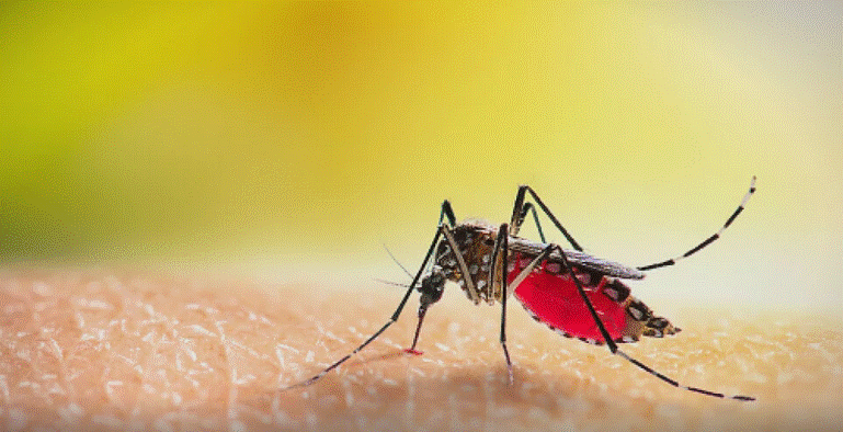 Pročitajte više o članku Mutirani komarci prijete cijelom svijetu, razvili superotpornost na insekticide