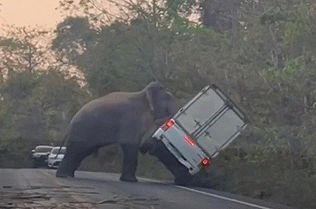 Pročitajte više o članku Slon prevrnuo automobil na Tajlandu (VIDEO)