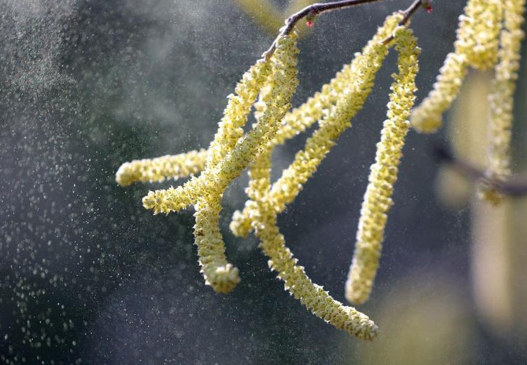 Pročitajte više o članku Niske do umjerene koncentracije polena drveca u zraku