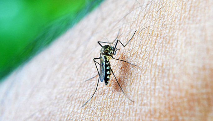 Pročitajte više o članku Prirodno sredstvo protiv komaraca zbog koga vam ove napasti uopšte neće prilaziti