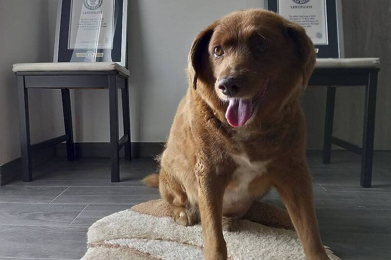 Pročitajte više o članku Najstarijem psu na svijetu Bobiju zbog istrage privremeno oduzeta titula