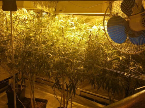 Zatražen pritvor za uzgajivača marihuane, advokatu priznao zašto je napravio laboratorij