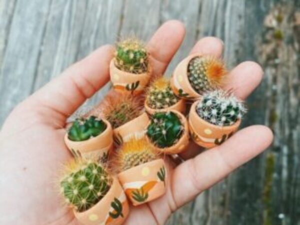 mini kaktusi