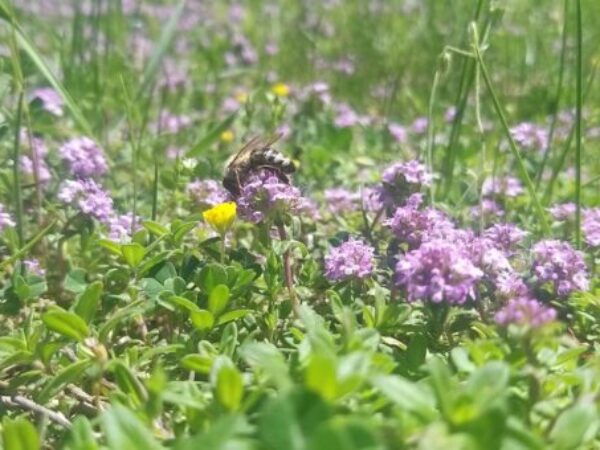 Bečki javni prijevoznik 'Wiener Linien' planira naseliti dva miliona pčela