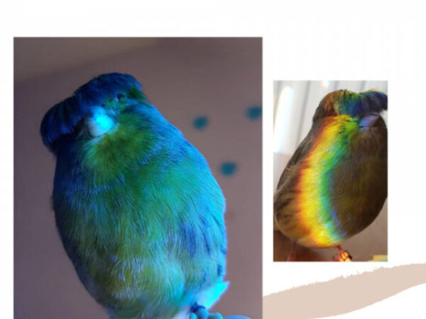 Upoznajte pticu sa šiškama koja je osvojila internet