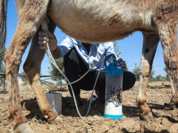 Jordan: Sapun od magarećeg mlijeka smanjuje znakove starenja?