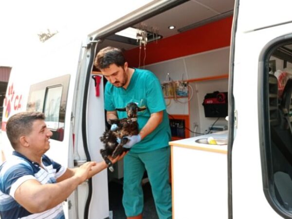 Veterinarske ekipe pomažu povrijeđenim životinjama u požarima u Turskoj