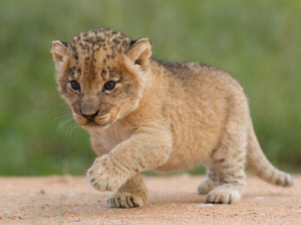 Pronađeno mladunče lava