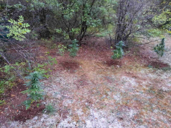 Pronađena plantaža marihuane u Trebinju