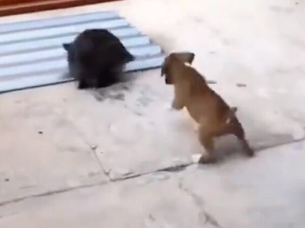 Slatki psić umislio da je zec pa je kopirao svog prijatelja