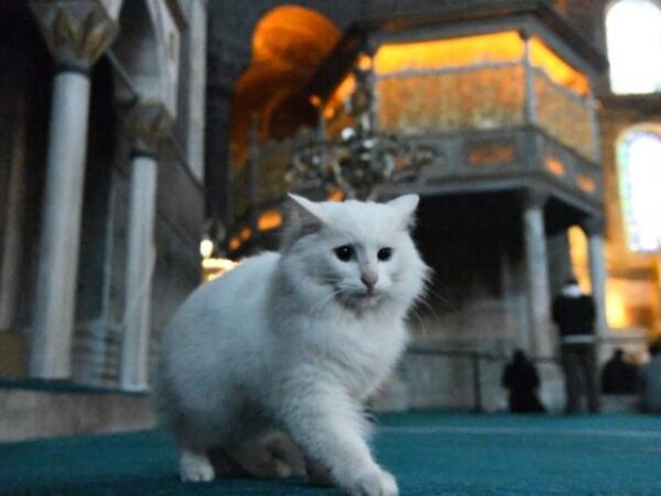 Mačak Mač simbol džamije Aja Sofije