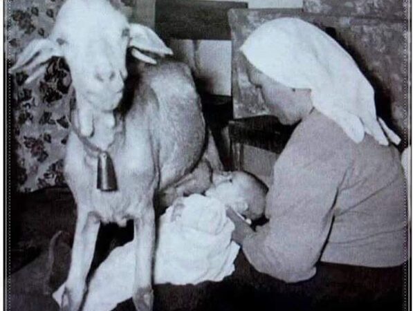 Kroz historiju koze su se koristile za dojenje