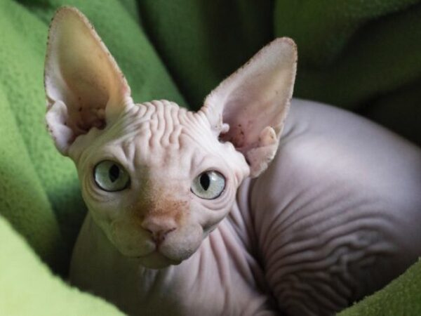 Portrait Of Sphynx Hairless Cat Relaxing On Green Towel