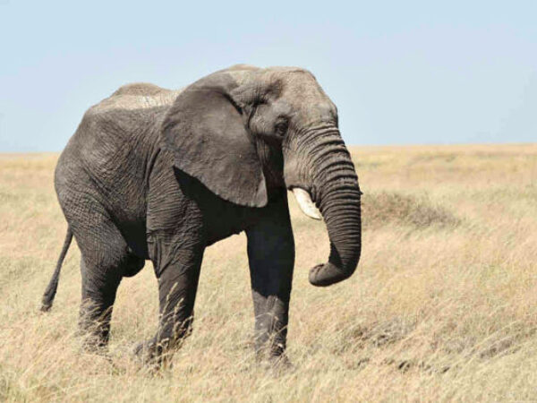Zanimljivosti o slonovima: Slonovi su homoseksualci?