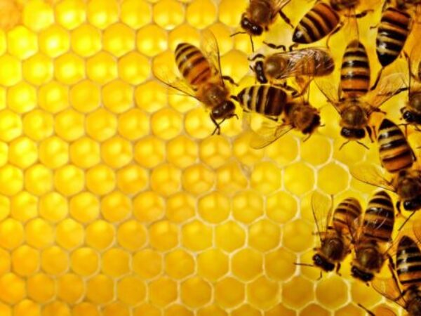 Zanimljive činjenice o medu: Da li ste znali?