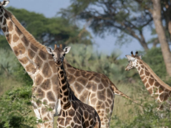 Da li ste znali žitafa ima jezik dugačak 53 cm
