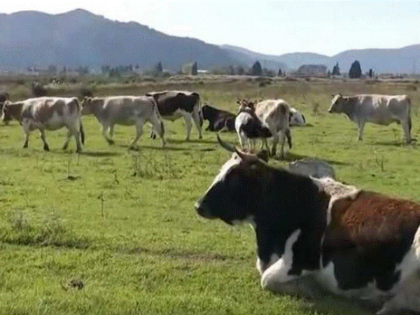 Krave prave haos: Dolinom Neretve bez nadzora lutaju domaće životinje