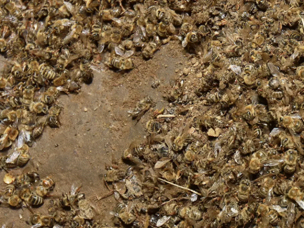 Milioni mrtvih pčela u Hrvatskoj