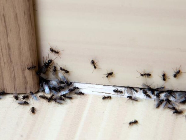Stan su vam napali mravi?