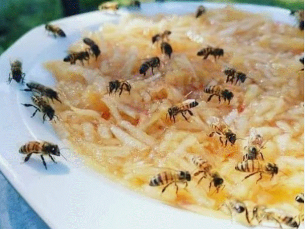 PČELE SU UGROŽENE ZBOG VRUĆINA