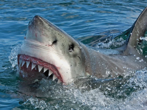 napad morskog psa