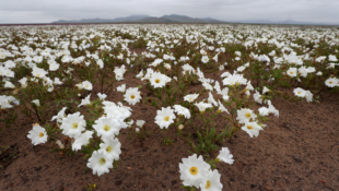 Nakon kiše procvjetala pustinja Atacama