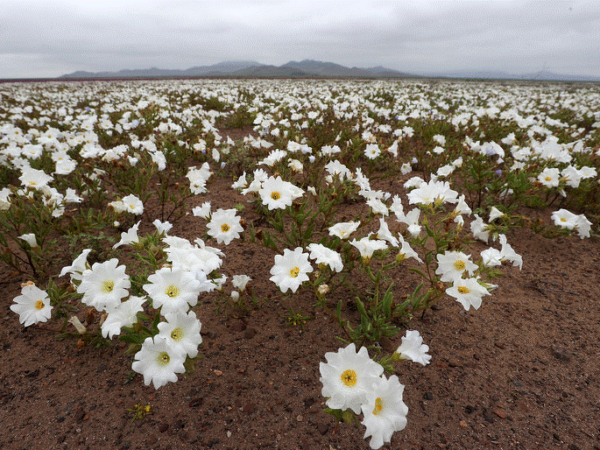 Nakon kiše procvjetala pustinja Atacama