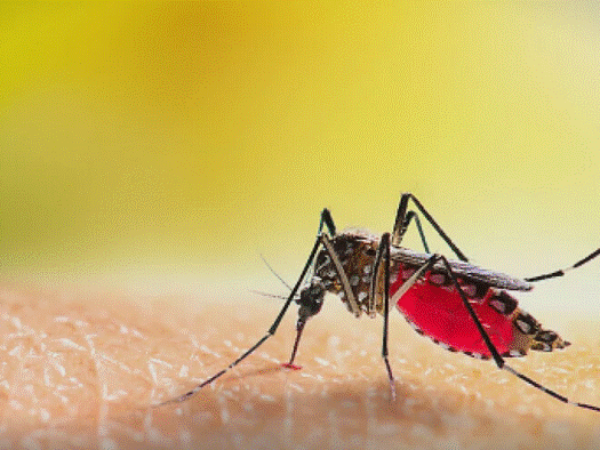 Mutirani komarci