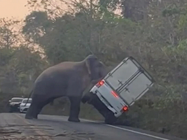 slon prevrnuo automobil