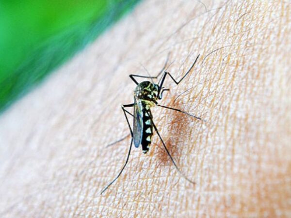 Sredstva protiv komaraca