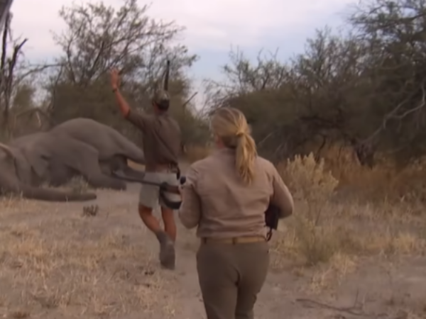 Ubijanje slona