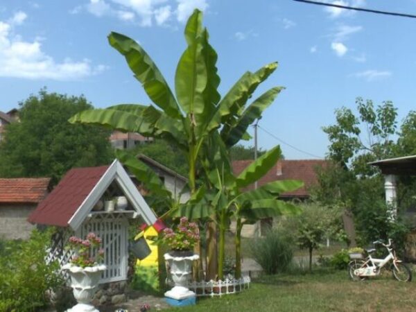 Hurtići u Doboju napravili pravi tropski raj, ove godine jest će banane iz svoje bašte