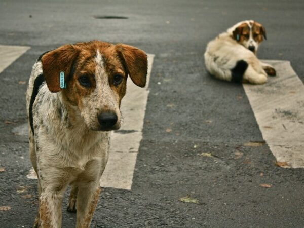 Broj pasa lutalica u Sarajevu ponovo se povećava, problem bi mogao eskalirati