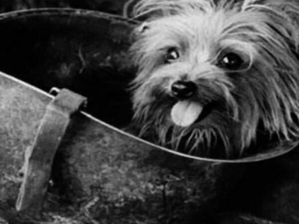 Pas Smoki iz 1944 godine