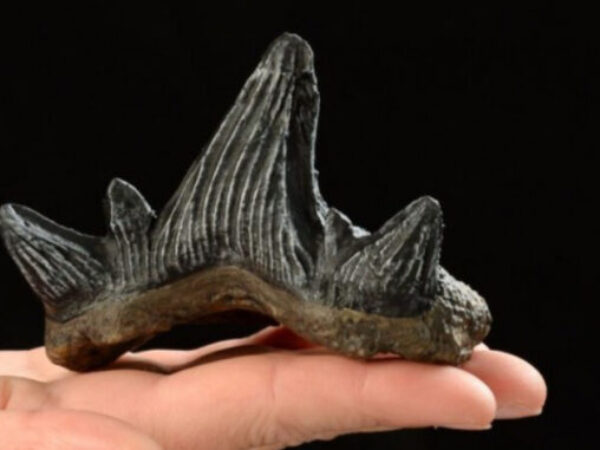 Zubi ajkule ukazuju na klimatsku krizu prije 325 miliona godina