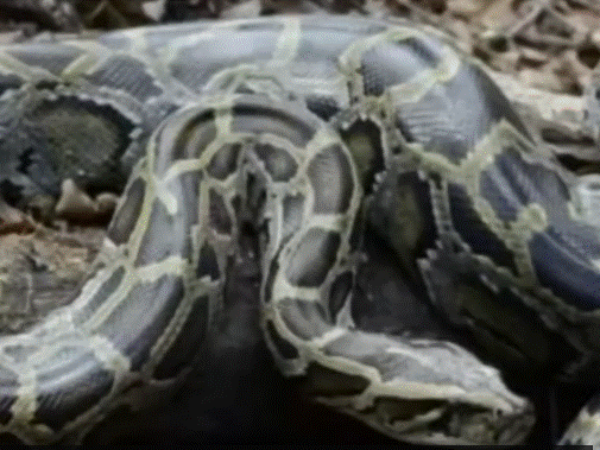 Amerikanac živio u kući sa 124 zmije: Umro je od ugriza zmije