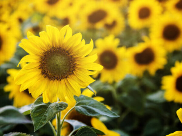 Suncokret - biljka koja donosi svjetlo i radost u svaki vrt