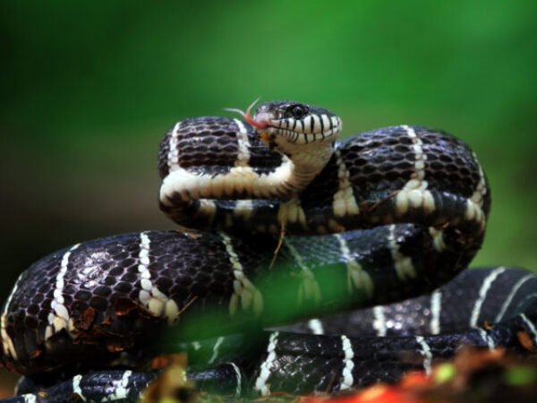 Da li su naučnici pronašli lijek za COVID-19 u otrovu jedne od najopasnijih zmija?