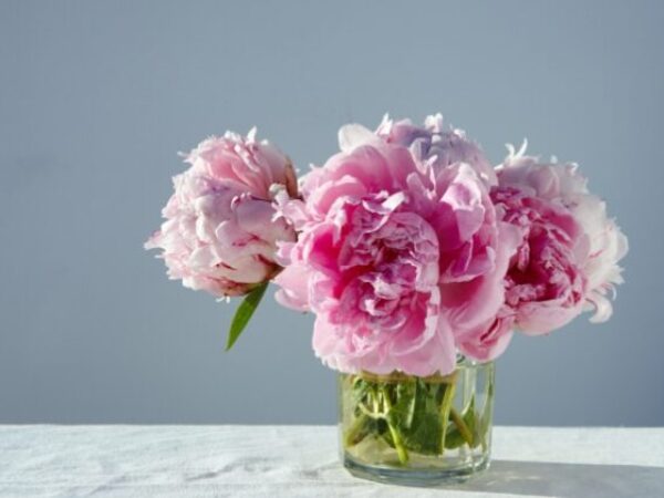 A closeup shot of gorgeous pink peonies in a short glass jar on gray background