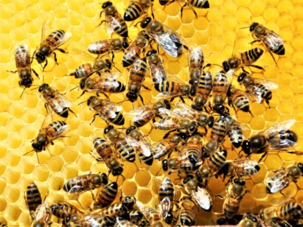 Izbliza snimka skupine pčela koja stvara medonosnu pčelu punu ukusnog meda